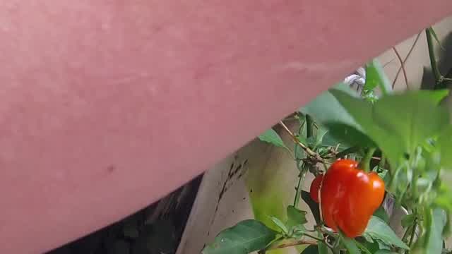 MI HABANERO DA 250GRAMOS. POR SEMANA,@GOLDACELERIUX MI HABANERO DA 250GRAMOS. POR SEMANA,@GOLDACELERIUX