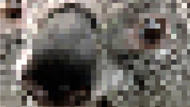 holstein paypal