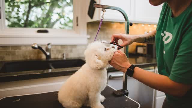 Pet Grooming Myths Debunked: Separating Fact from Fiction