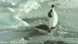 penguin pushed