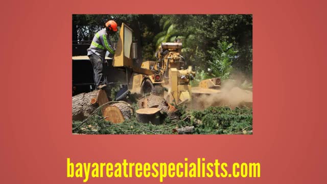 Best Trees Pruning in San Jose - Bay Area Tree Specialists (408) 836-9147