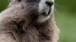 Marmota chamando alguém