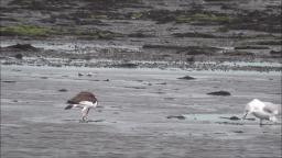 OYSTER CATCHER FIGHTS WITH SEAGULL