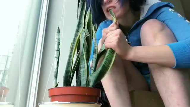 eating mother in law tongue.mp4