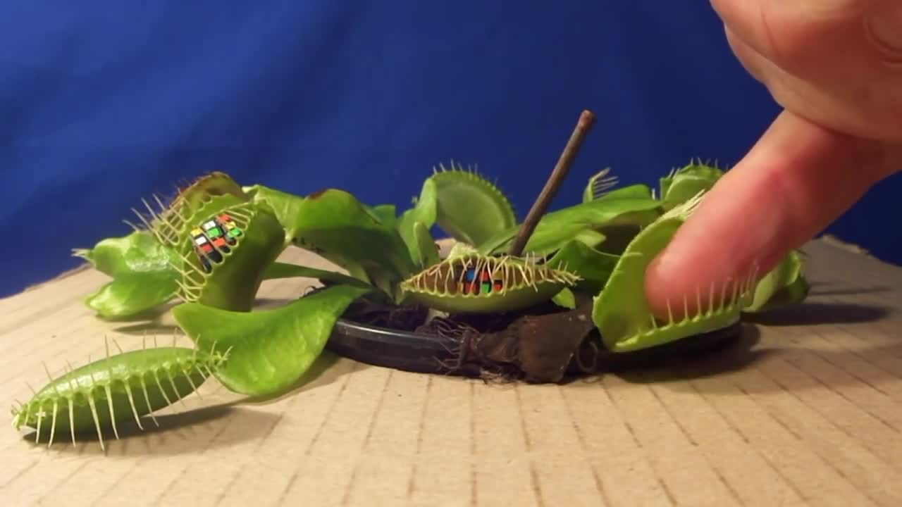 Venus Fly Trap eats 3 Rubiks Cubes!