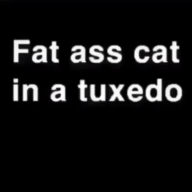 fatass cat in a tuxedo