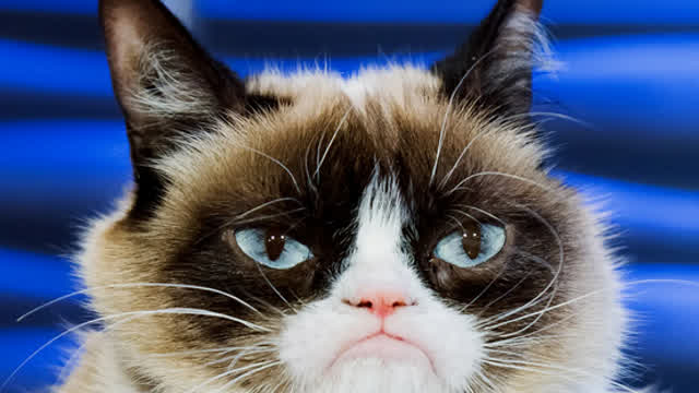grumpy cat tribute video