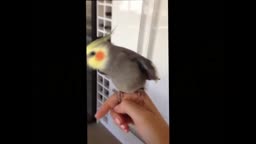 parrot creating the dubsteb