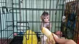 monkey eating banana.