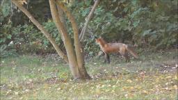 FOX RUNNING AWAY