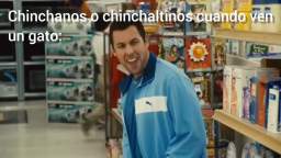 Chinchanos o chinchaltinos cuando ven un gato: