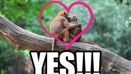 spreading the love (i love monkeys 2)