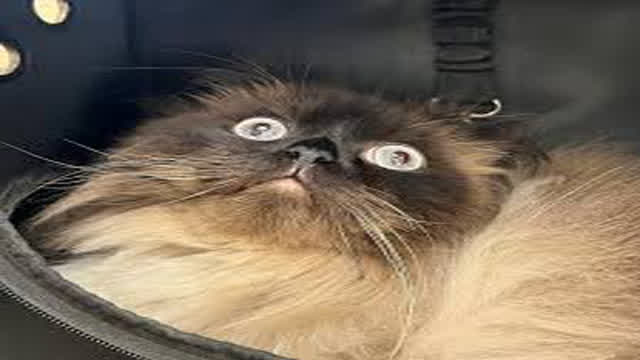 My Butthole Requires ♂VidLii Gold♂ To View