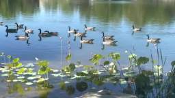 Buddhist Town：The Inner Light