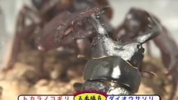 Japanese Bug Fights: Tokara Stag Beetle vs. Scorpion (S02E06)