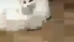 cat-roomba