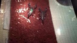 Scorpion Attacks Mouse