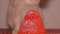 watermelon gato