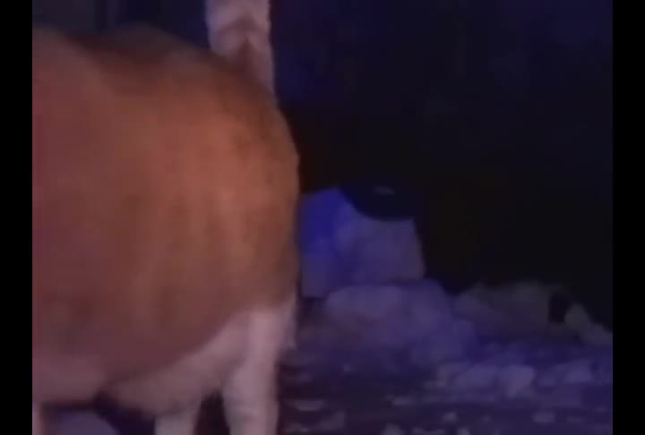 Cats in the cold