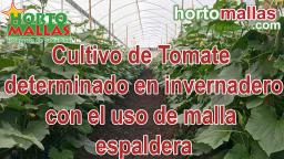 Cultivo de Tomate determinado en invernadero con el uso de malla espaldera
