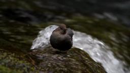 Amerikanische Wasseramsel 🐦