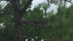 Woodpecker On A Tree