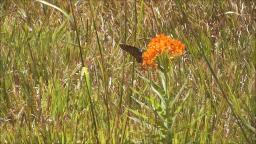 MONARCH BUTTERFLY ON BUTTERFLY MILKWEED