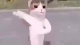 un c gato misterioso bailando musica arabe con baja calidad