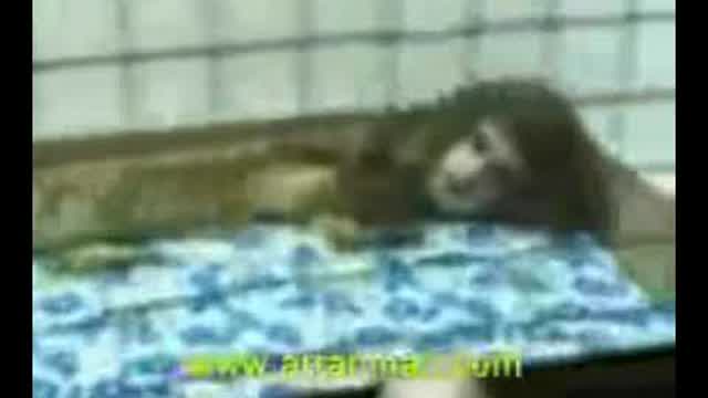 Animal with human head!