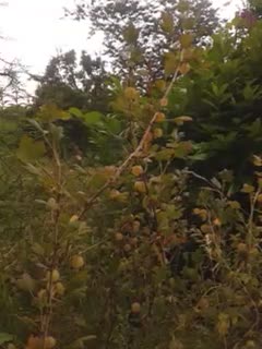 12.07.2025 - Stachelbeeren frontal Teil 2
