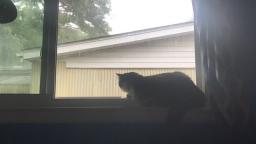 My cat staring at the rain