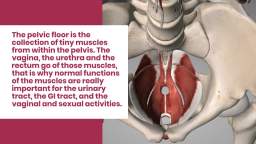 GUIDE TO KNOW ABOUT PELVIC FLOOR DISORDER