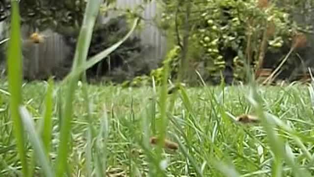 Ivy bees