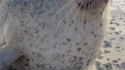 seal