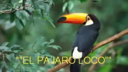 El Pájaro Loco Música Disco