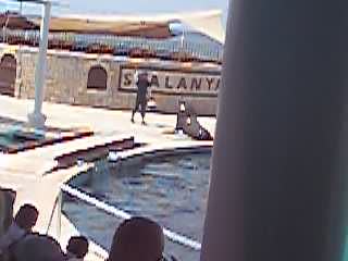 Seal part 2