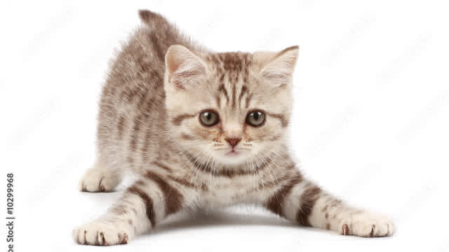 Cat animation