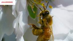 Monocultivos y la desaparición de las abejas (y luego la de la moderna civilización humana)