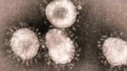 LA VERDAD DEL CORONAVIRUS