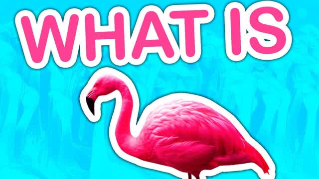 What is Flamingo?