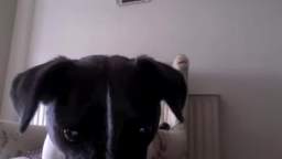 cute dog see himself on webcam