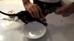 Очень голодный кот Very hungry cat