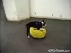 Pikachu VS Dog