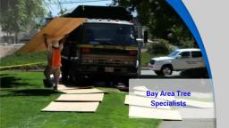 Tree Service San Jose CA - Bay Area Tree Specialists (408) 836-9147