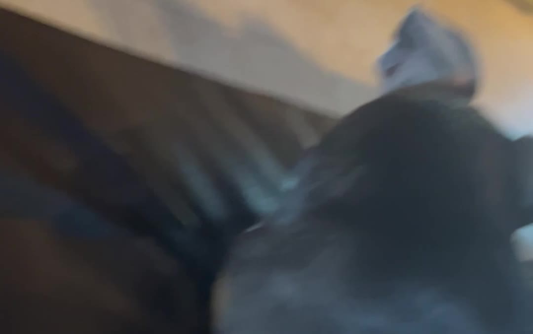 Bongo Aka Fart Man!