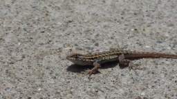 Dancing Baby Lizard (CUTE!!!)