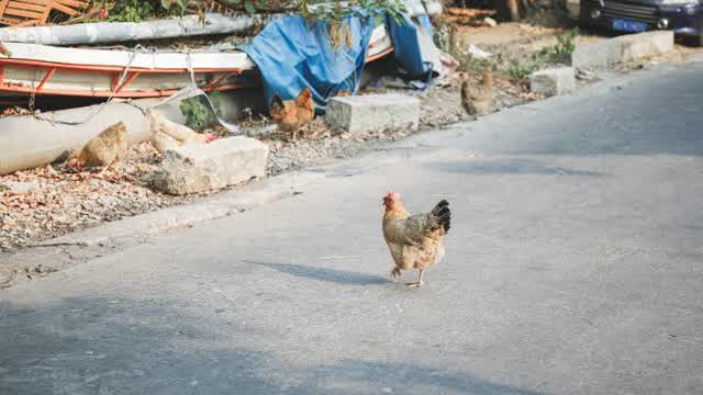Por qué el pollo cruzó la carretera? (de ProjectBRS7)