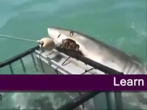 top 5 shark killings video