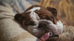 Sir Chubbs the Bulldog Defeats Donald Trump