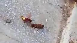 Roach Vs Wasp